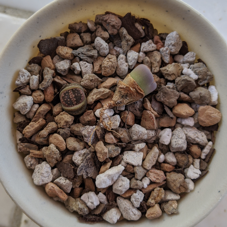 Photo of small rock-looking plants potted in other rocks