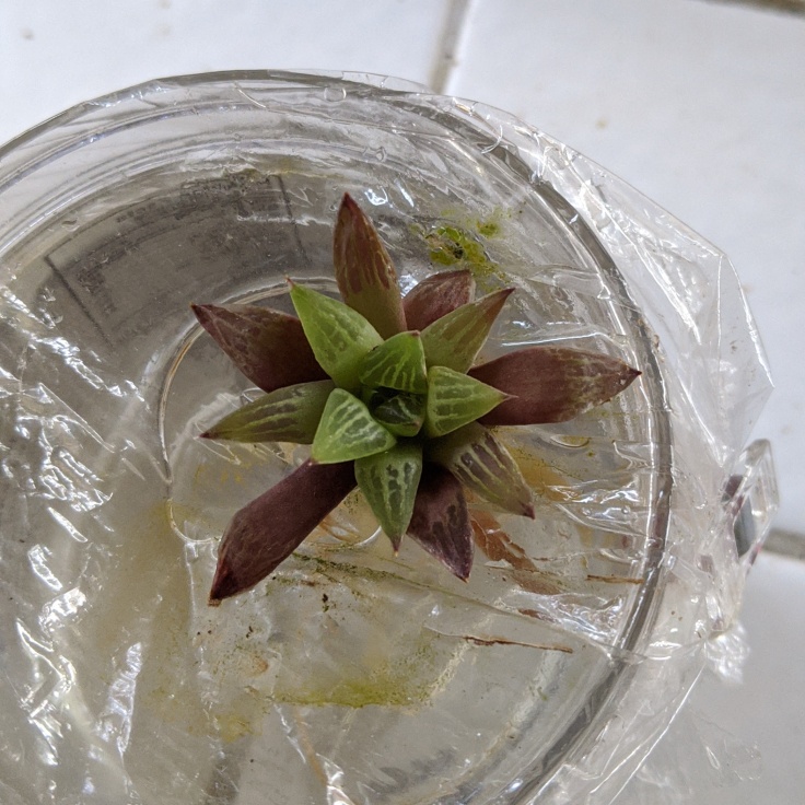 Photo of a pointy-leaved plant suspended in water