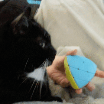 Animated gif of a tuxedo cat ignoring a hand rotating a solved kilomorphix puzzle in front of her face